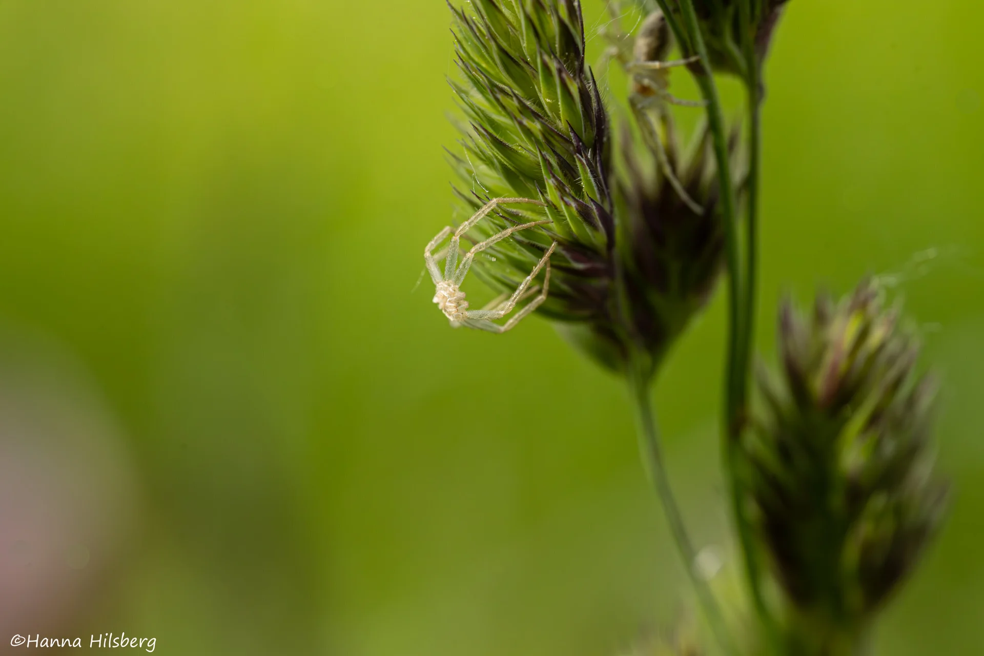 © Hanna Hilsberg_ Was bleibt ist eine Hülle