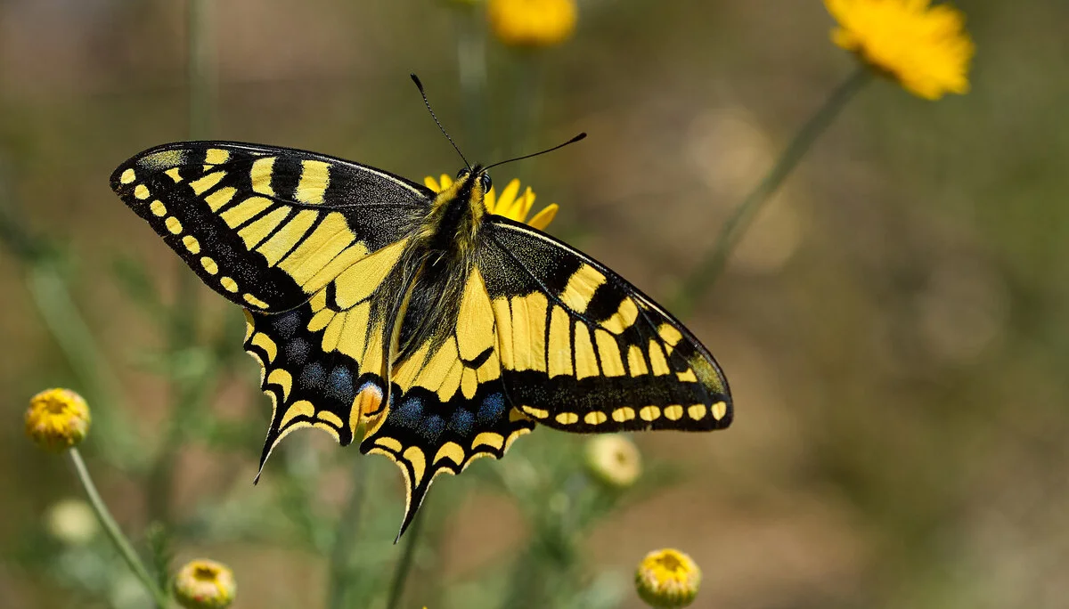 © Andreas Scholz-Schwalbenschwanz