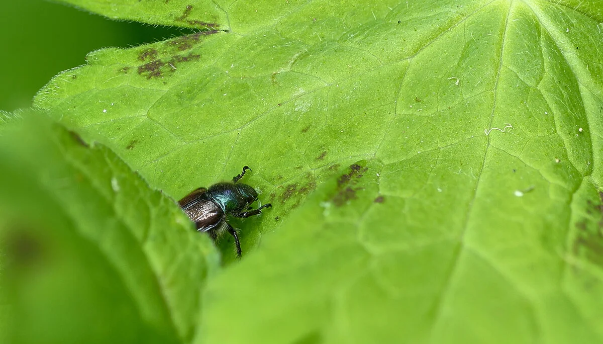 © Mario Lindner-Käfer