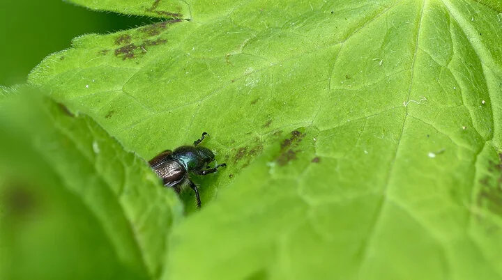 © Mario Lindner-Käfer