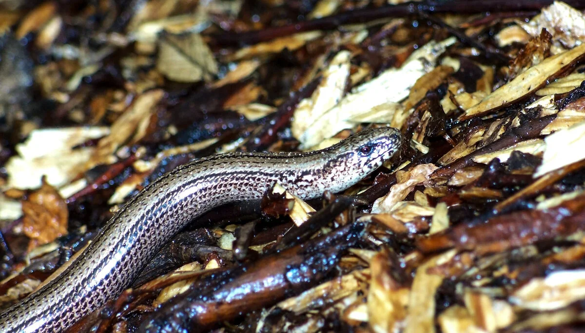 © Ulrich Schütze-Blindschleiche