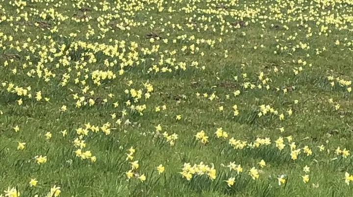 Narzissenwiese Grünfelder Park | © M.V.