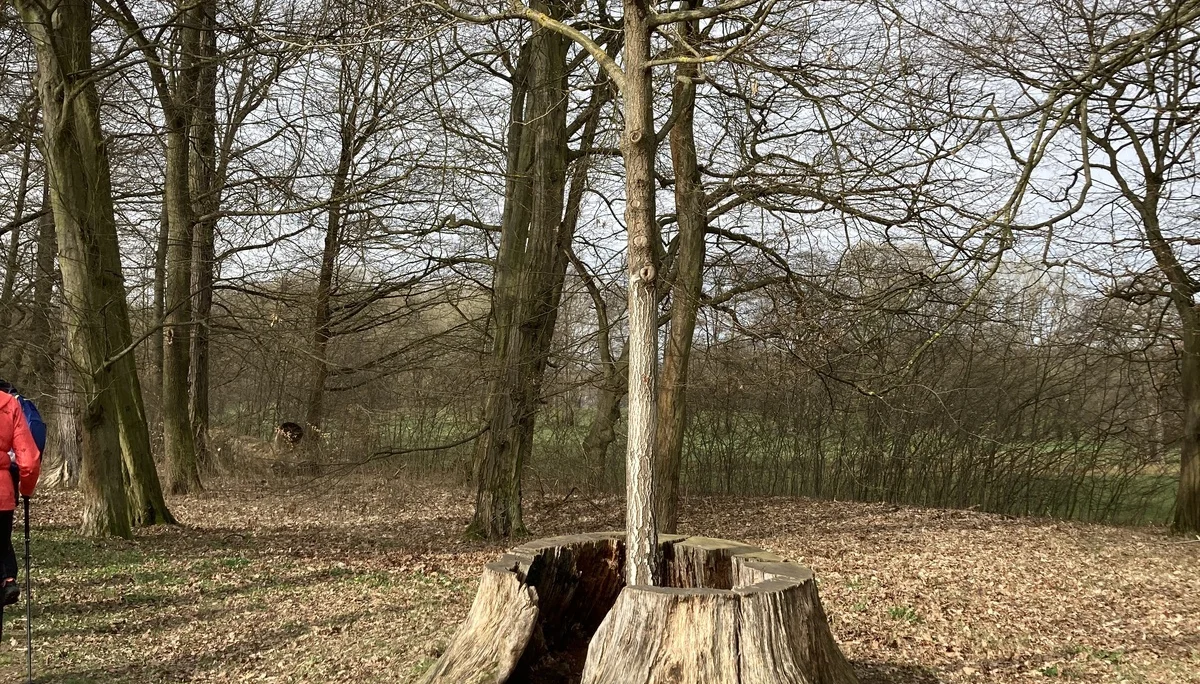 Grünfelder Park: Baum in Baum | © M.V.