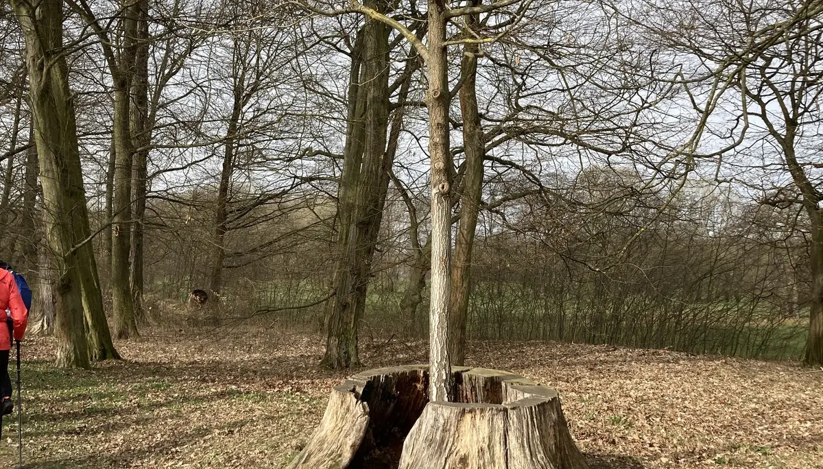 Grünfelder Park: Baum in Baum | © M.V.