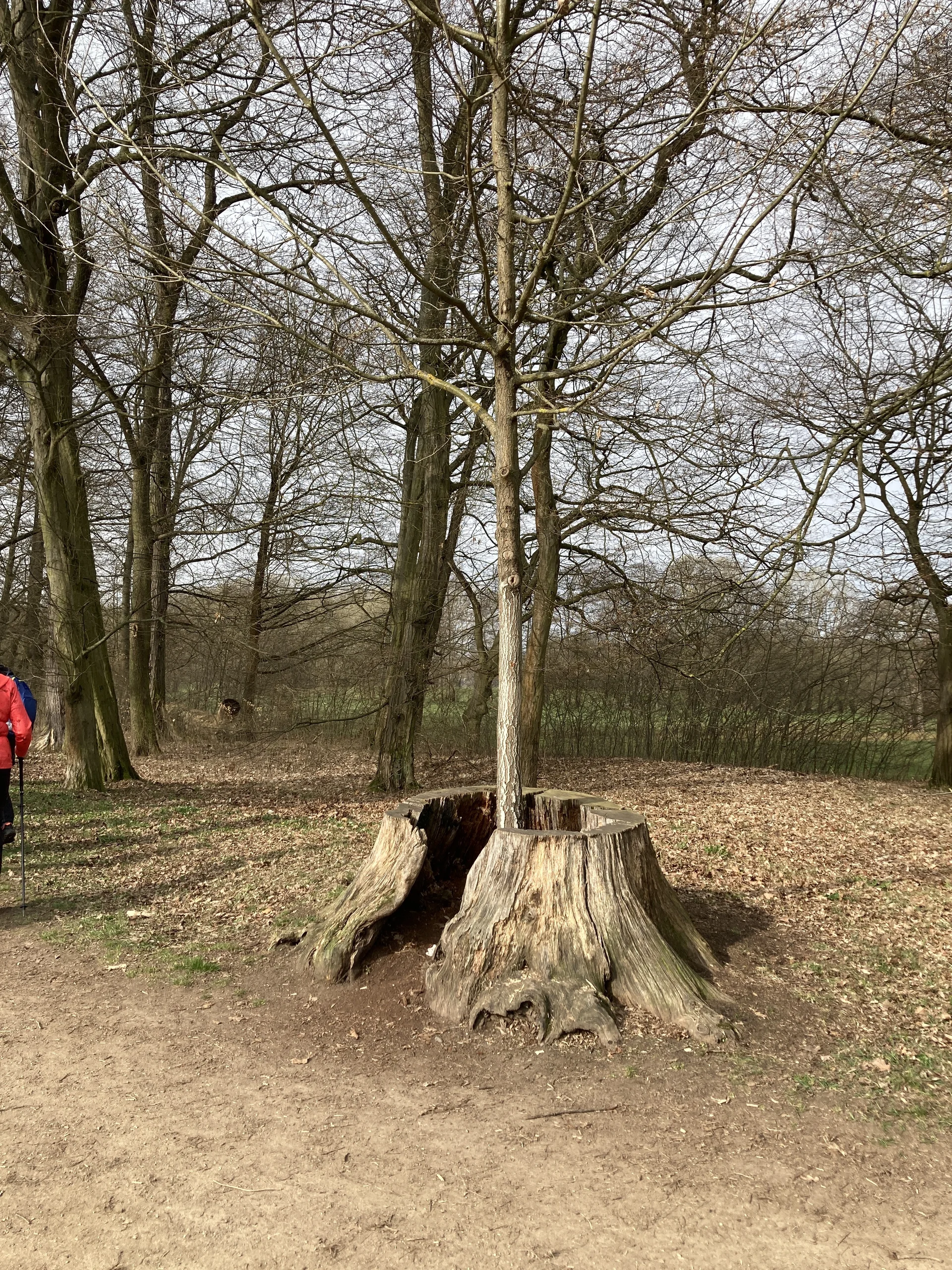 Grünfelder Park: Baum in Baum | © M.V.