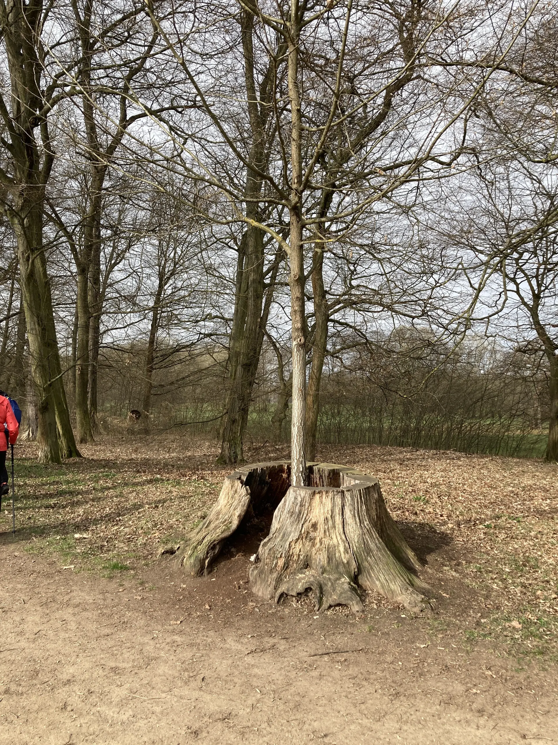 Grünfelder Park: Baum in Baum | © M.V.