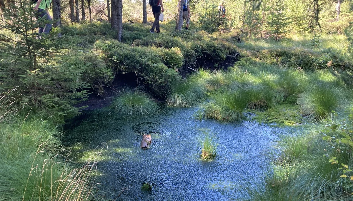 Marienberg Kühnhaide, Moor | © DAV
