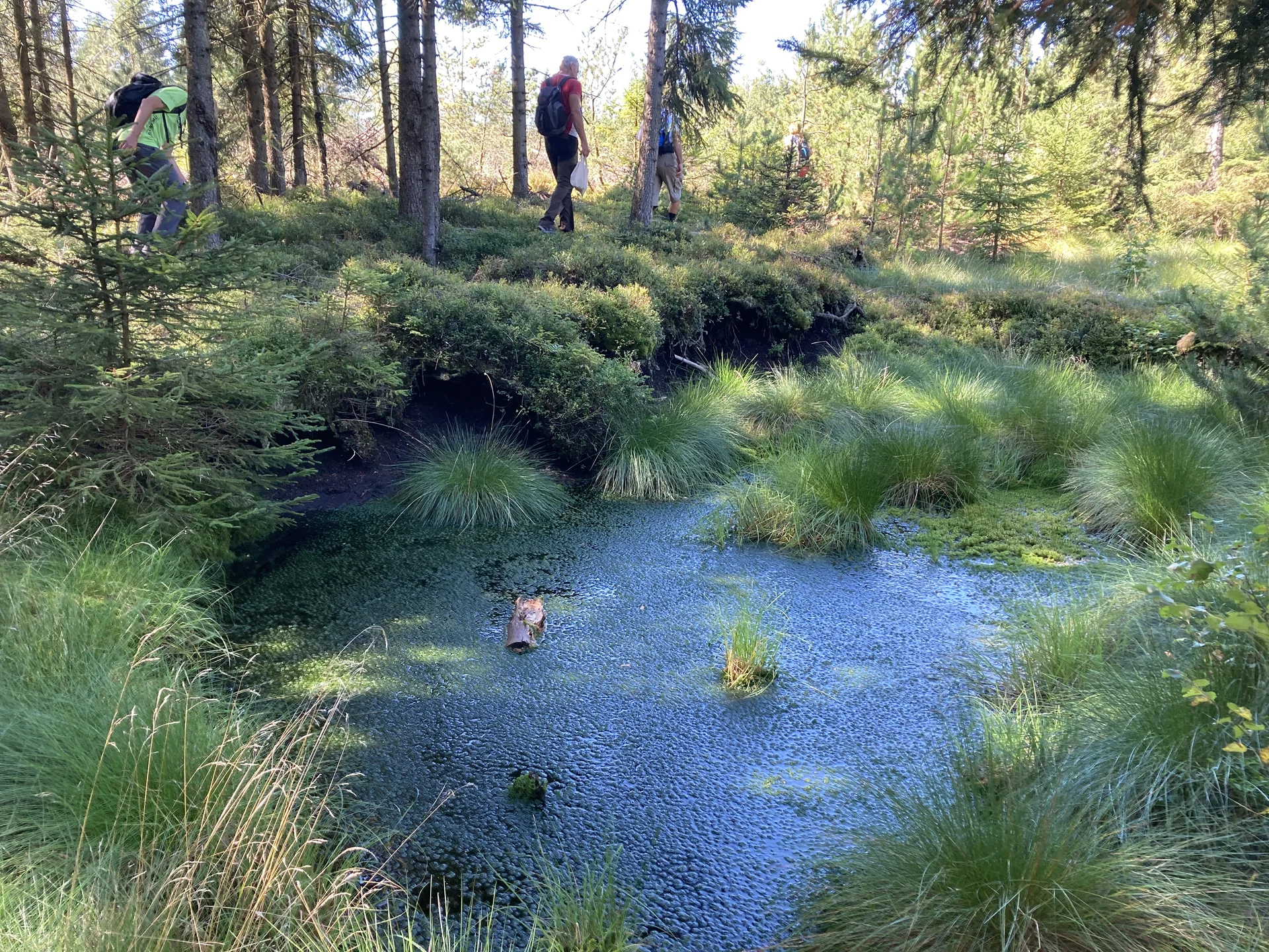 Marienberg Kühnhaide, Moor | © DAV