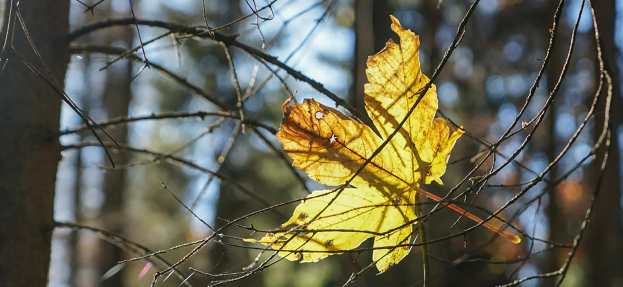 © Ulrich Schütze_Hängen geblieben