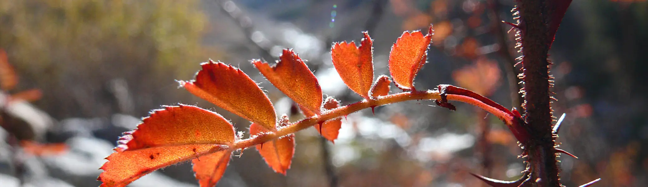 © Wolfgang-Poznanski_Indien_Himalaya