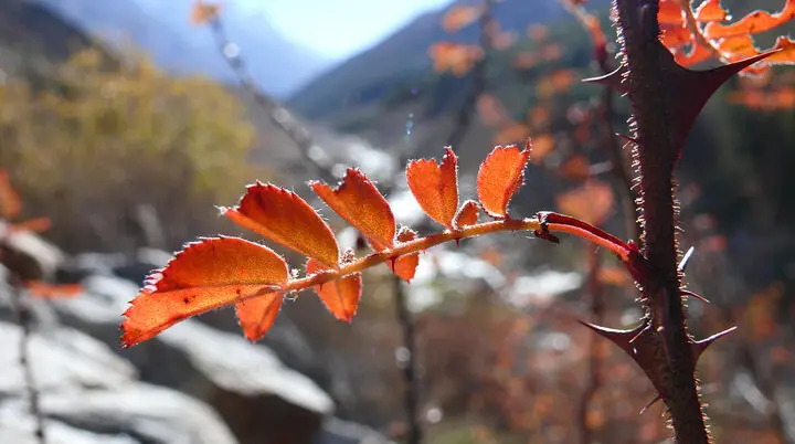 © Wolfgang-Poznanski_Indien_Himalaya