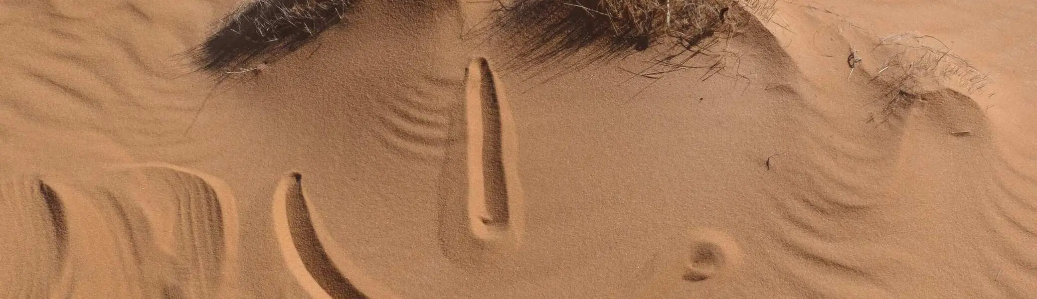 © WP-Sahara
