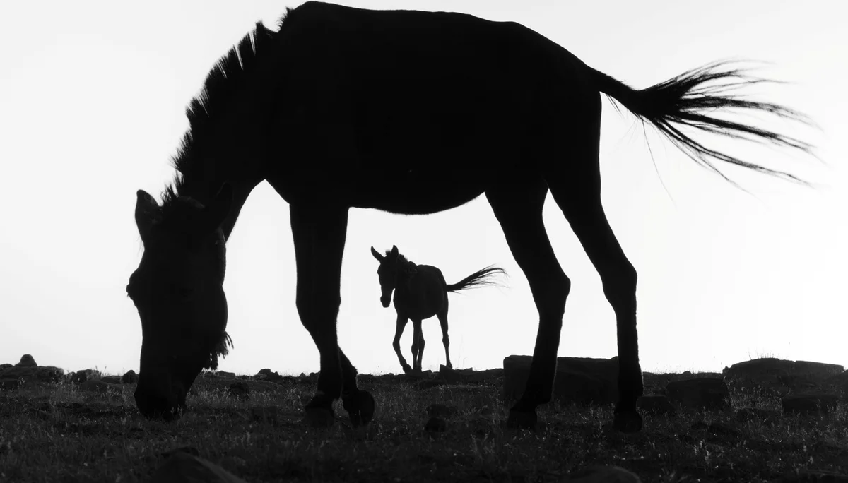 © Andreas Scholz_Feierabend-Maultiere nach getaner Arbeit-Hoher Atlas-Marokko