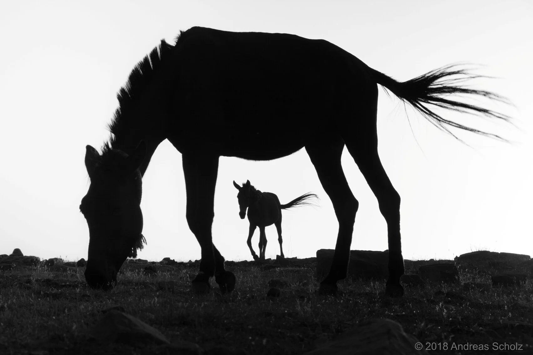 © Andreas Scholz_Feierabend-Maultiere nach getaner Arbeit-Hoher Atlas-Marokko