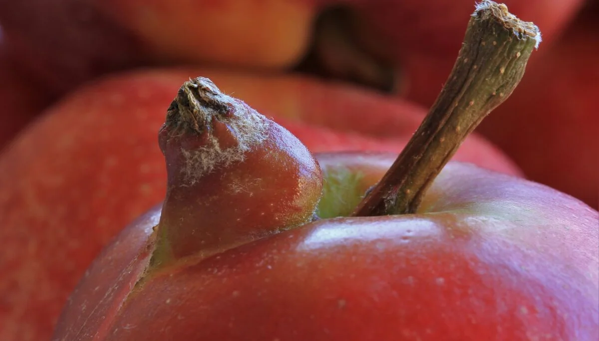 © Heike Hußner_Apfelmutter mit Kind