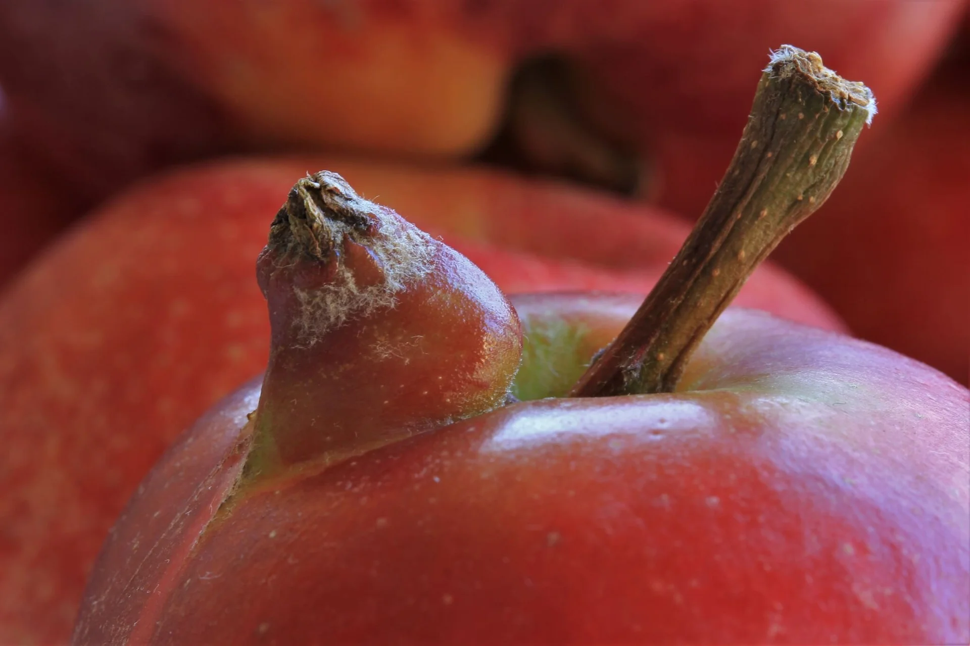 © Heike Hußner_Apfelmutter mit Kind