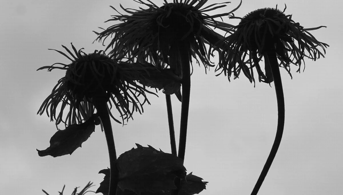 © Hans-Jochen Müller_Blumen im Gegenlicht.2