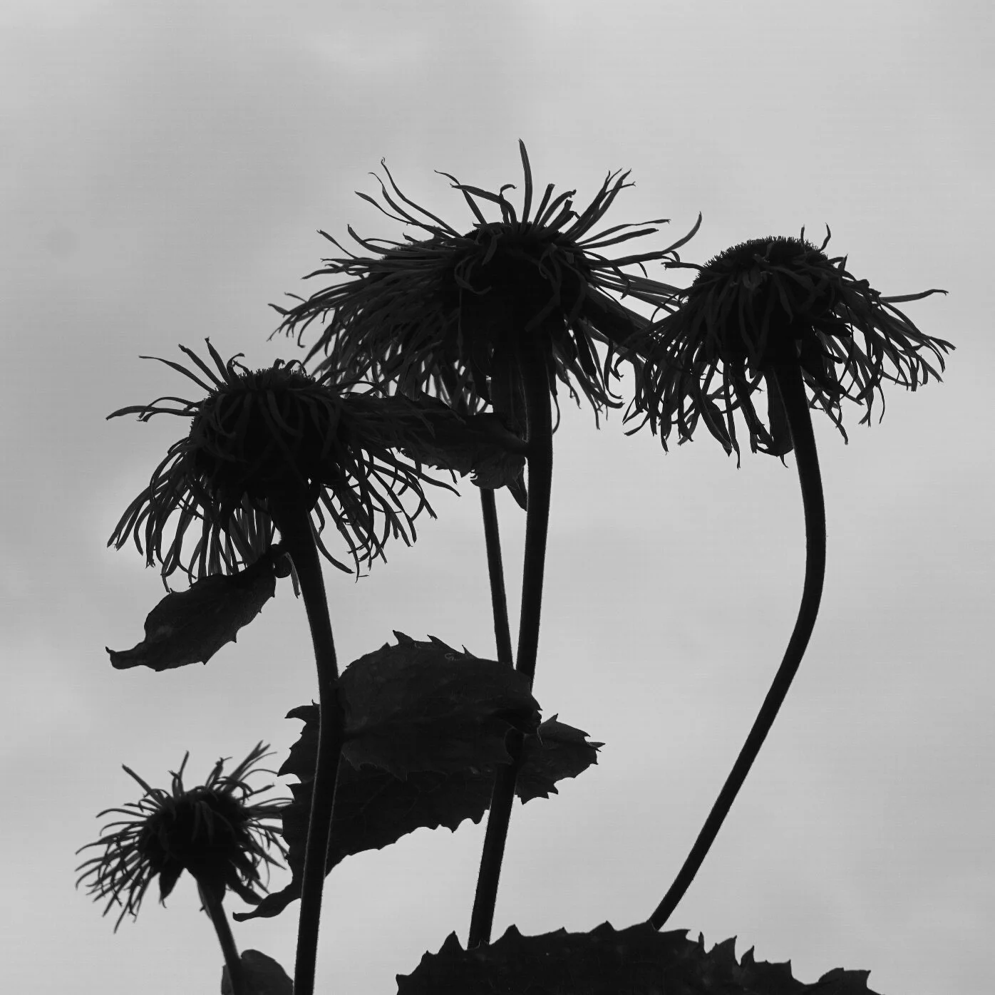 © Hans-Jochen Müller_Blumen im Gegenlicht.2