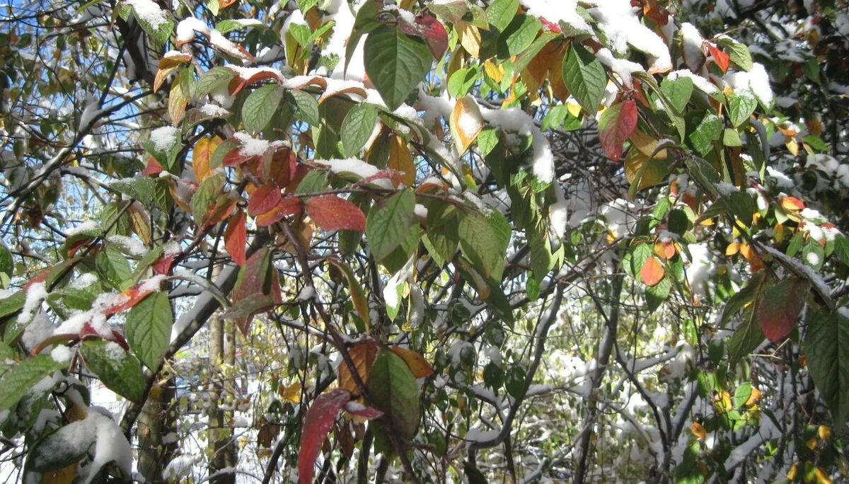 © Stefan_Bengs-Wintereinbruch