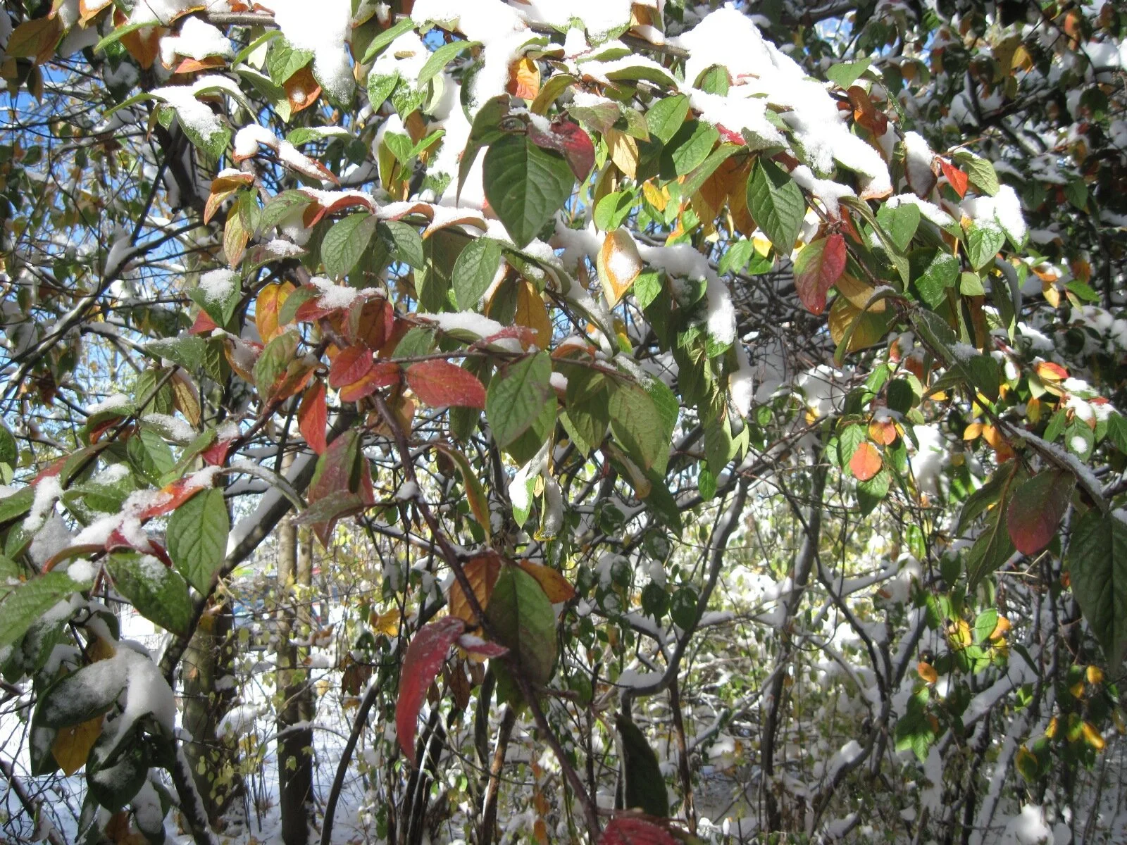 © Stefan_Bengs-Wintereinbruch