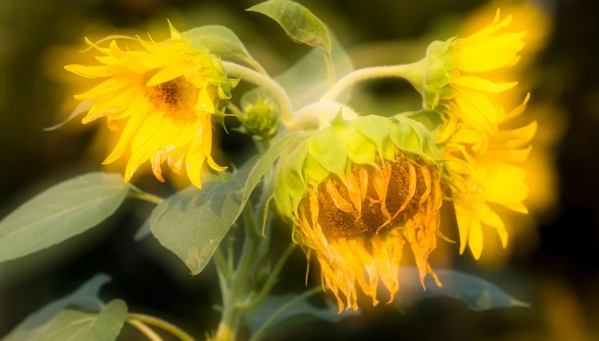 © Andreas Scholz_Sonnenblumen-Mehrfachbelichtung