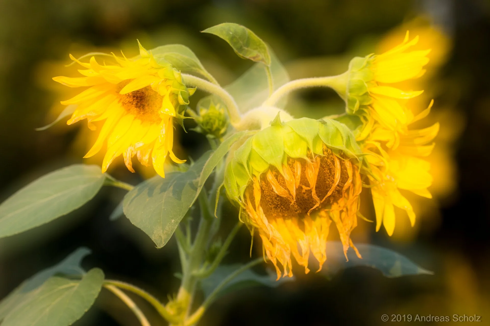© Andreas Scholz_Sonnenblumen-Mehrfachbelichtung