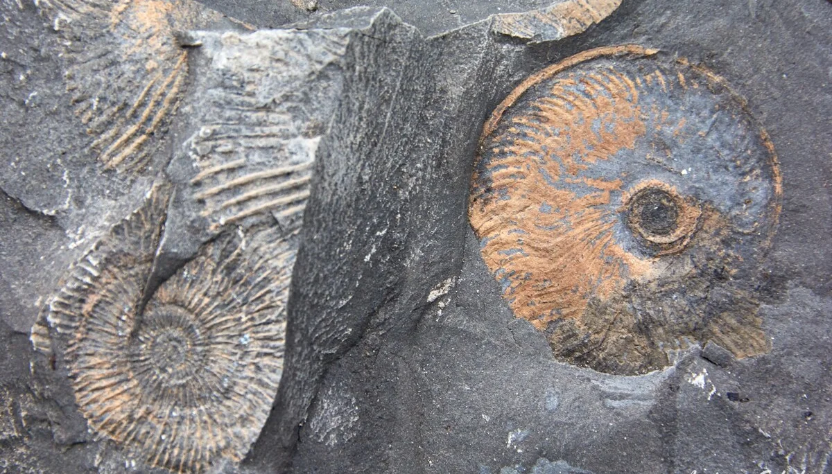 © Andreas Scholz_Urzeitliche Lebensform-Ammonite_01