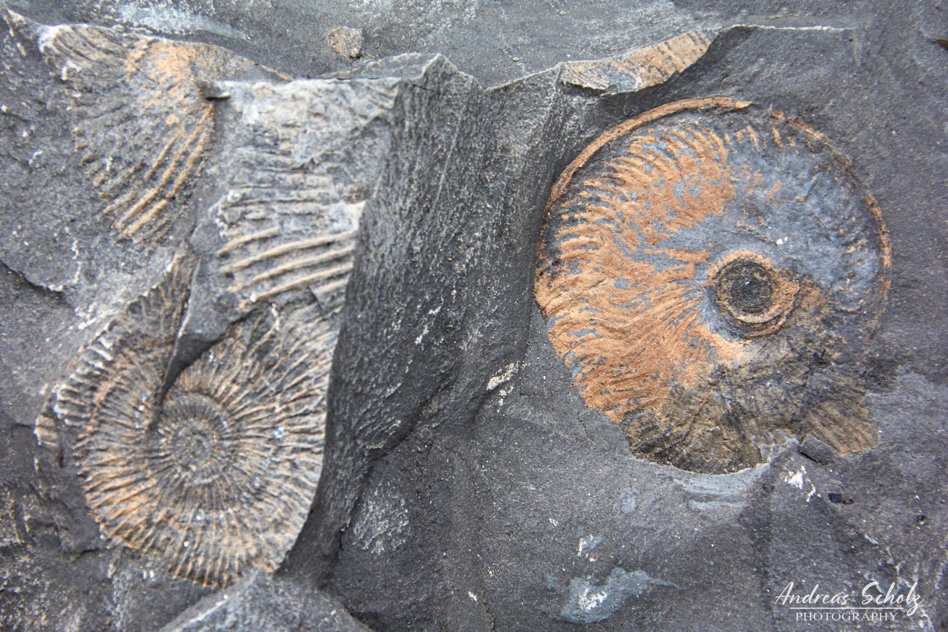 © Andreas Scholz_Urzeitliche Lebensform-Ammonite_01