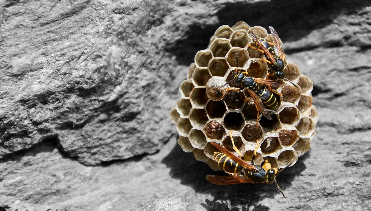 © Andreas Scholz_Form eines Sechseckes-Waben im Nest einer Feldwespenart_02