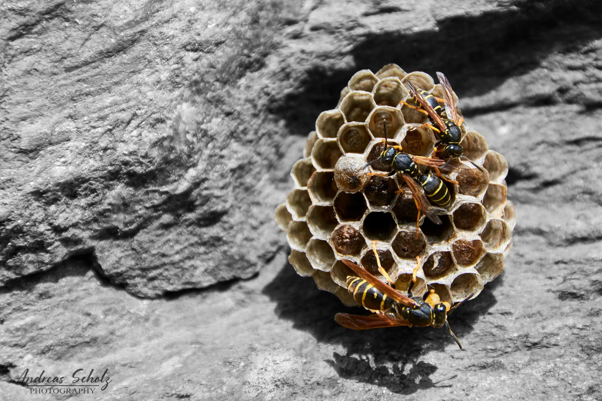 © Andreas Scholz_Form eines Sechseckes-Waben im Nest einer Feldwespenart_02