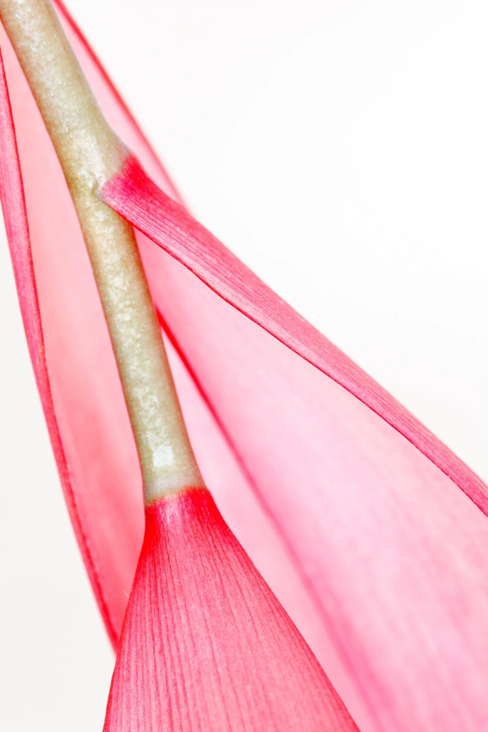 © Ingo Röger_Blüte