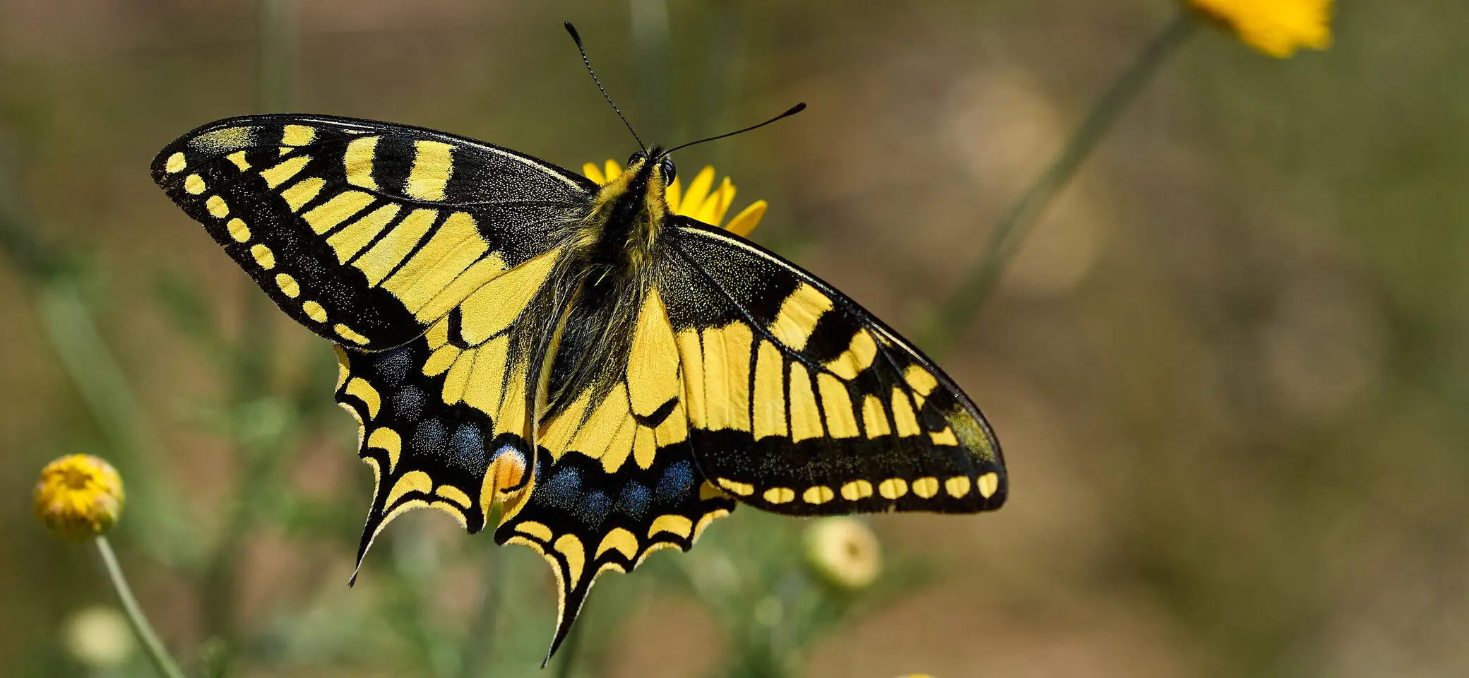 © Andreas Scholz-Schwalbenschwanz