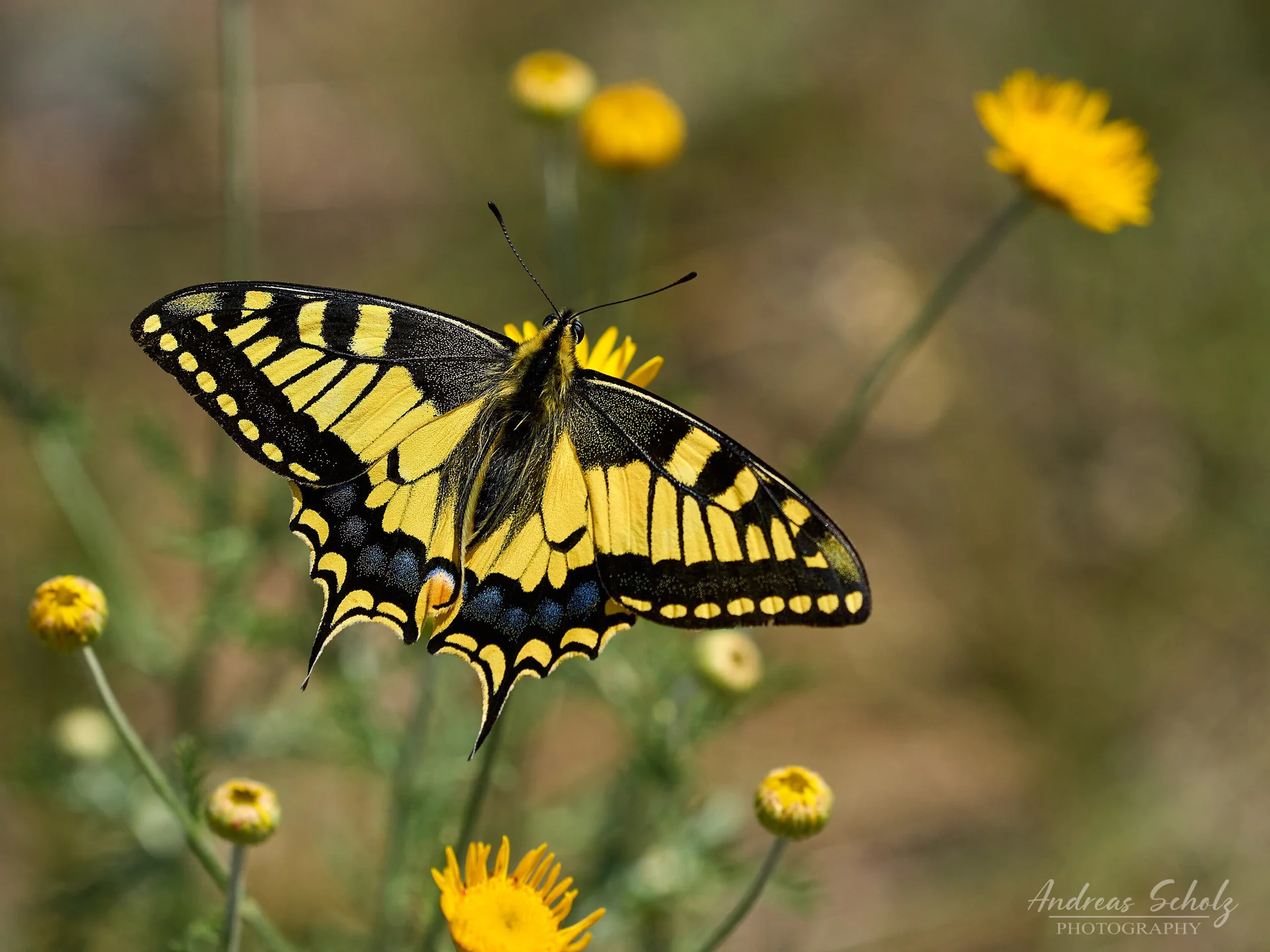 © Andreas Scholz-Schwalbenschwanz