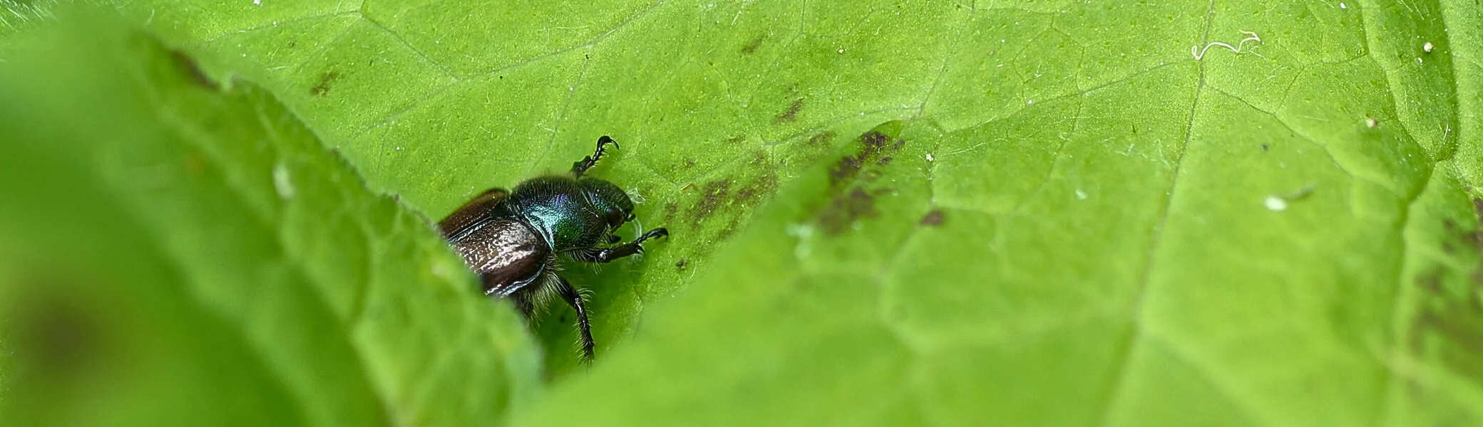 © Mario Lindner-Käfer