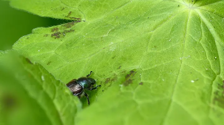 © Mario Lindner-Käfer