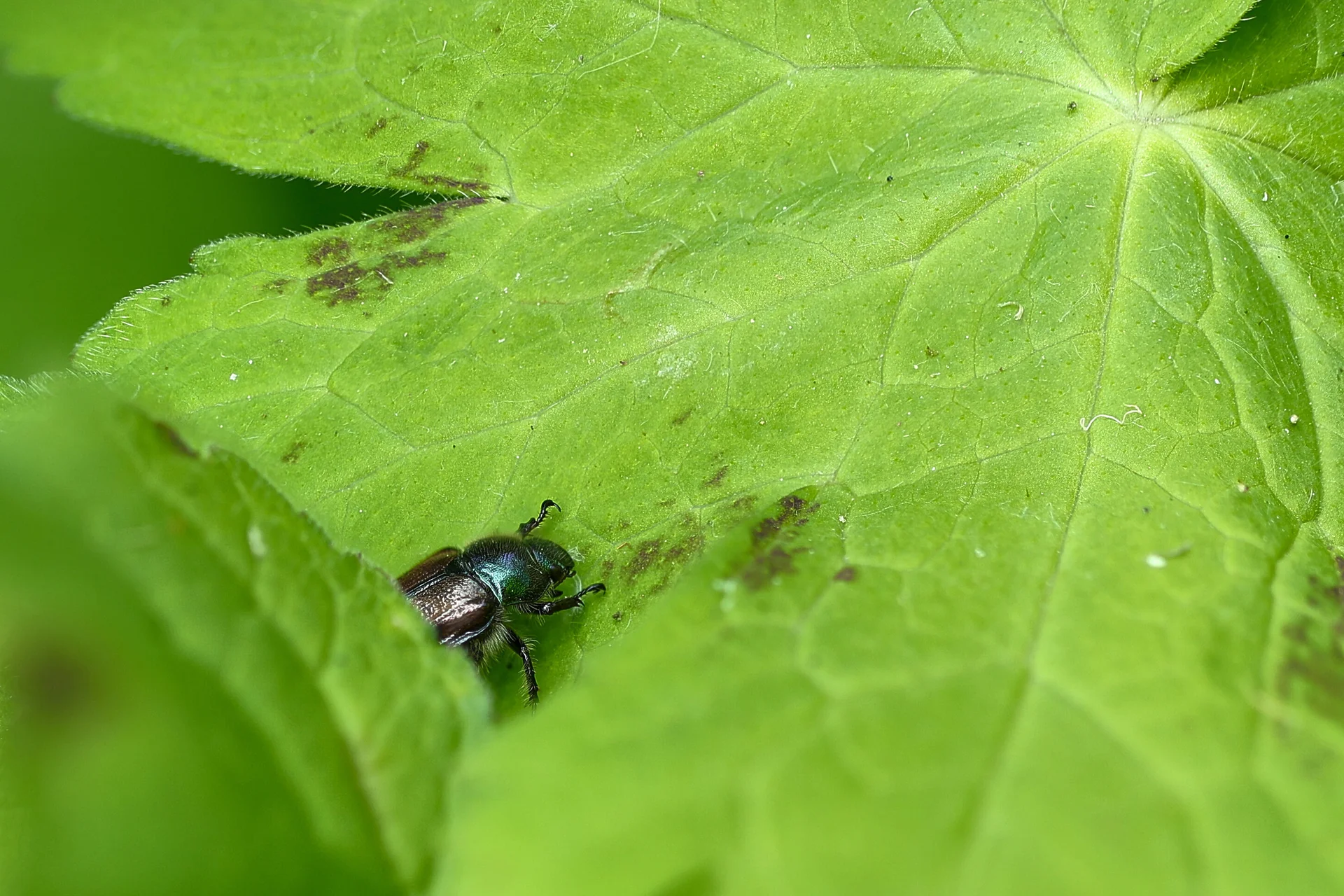 © Mario Lindner-Käfer