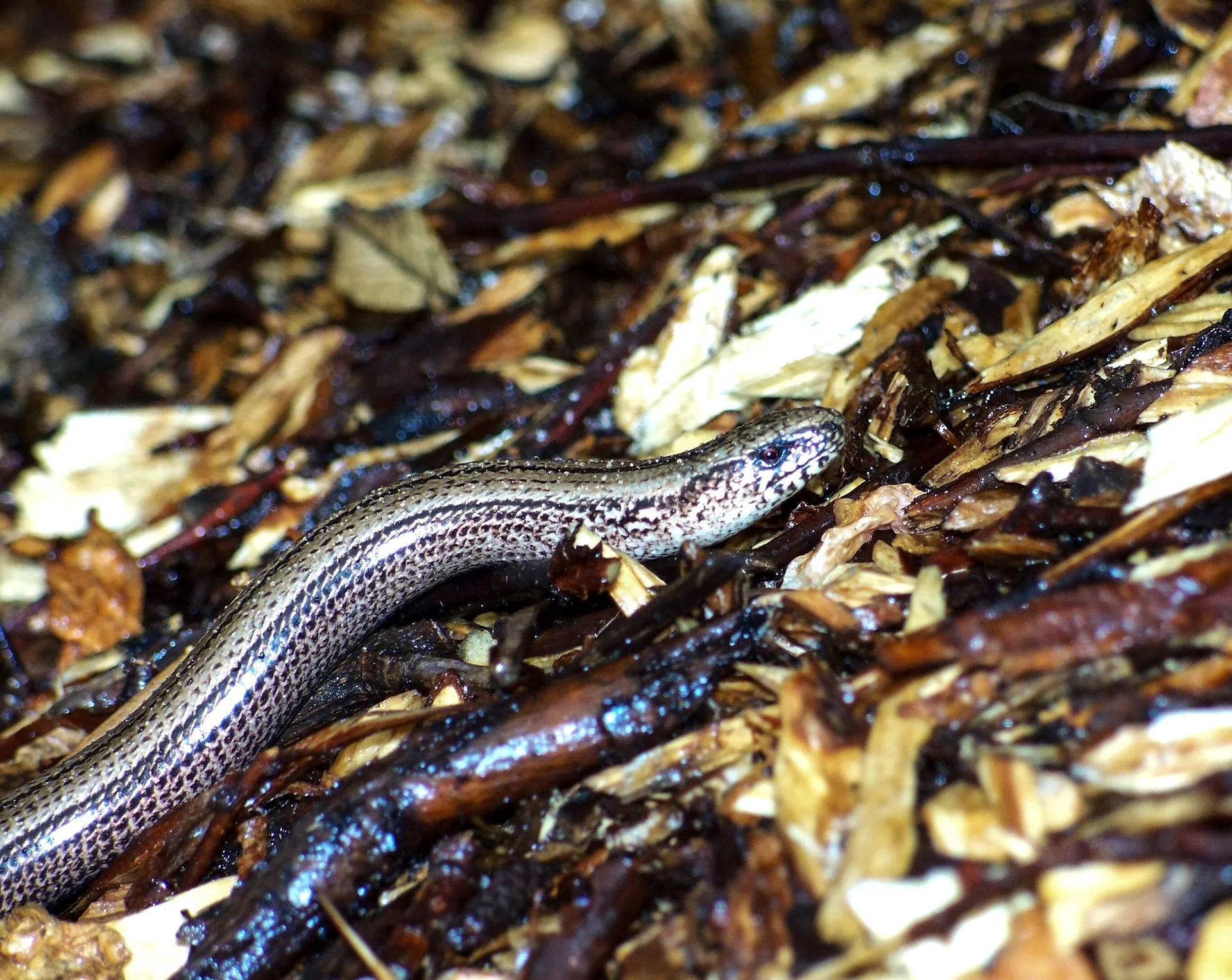 © Ulrich Schütze-Blindschleiche