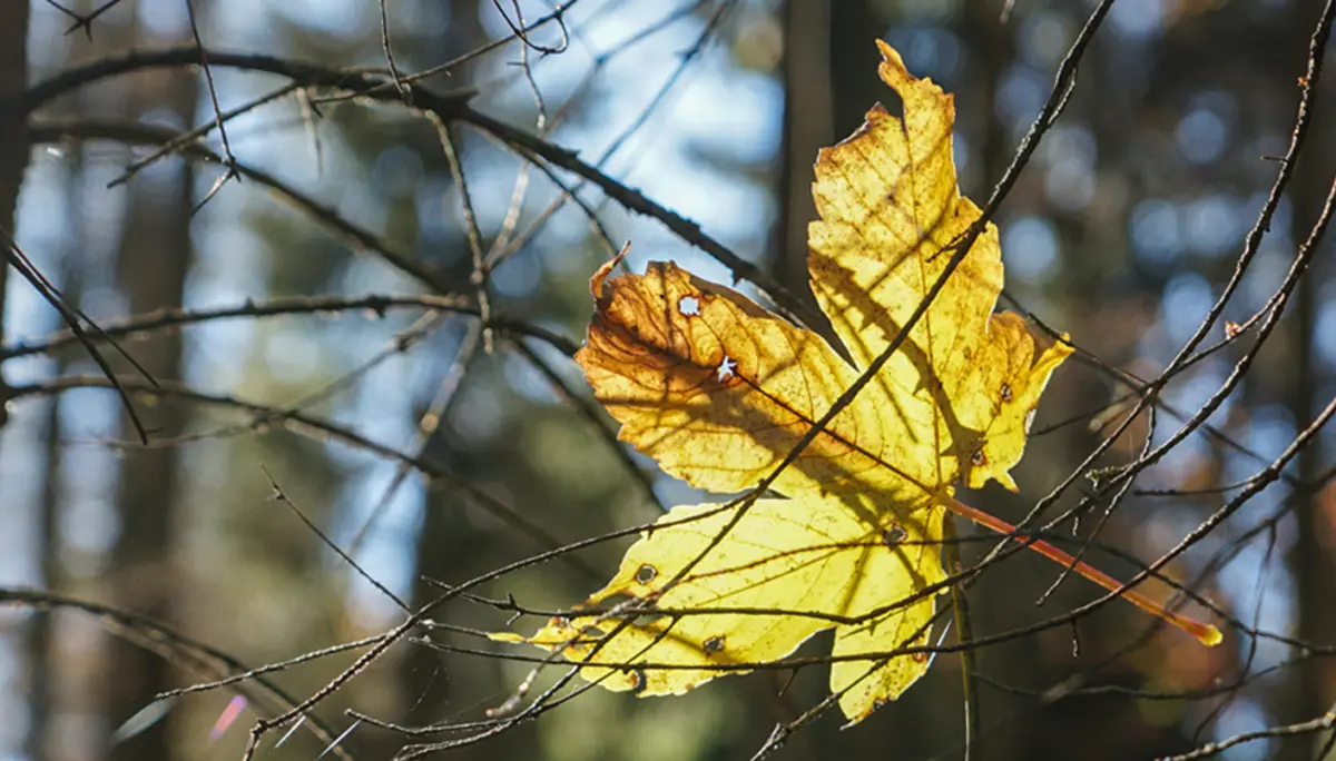 © 02_Ulrich-Schütze_Hängen geblieben