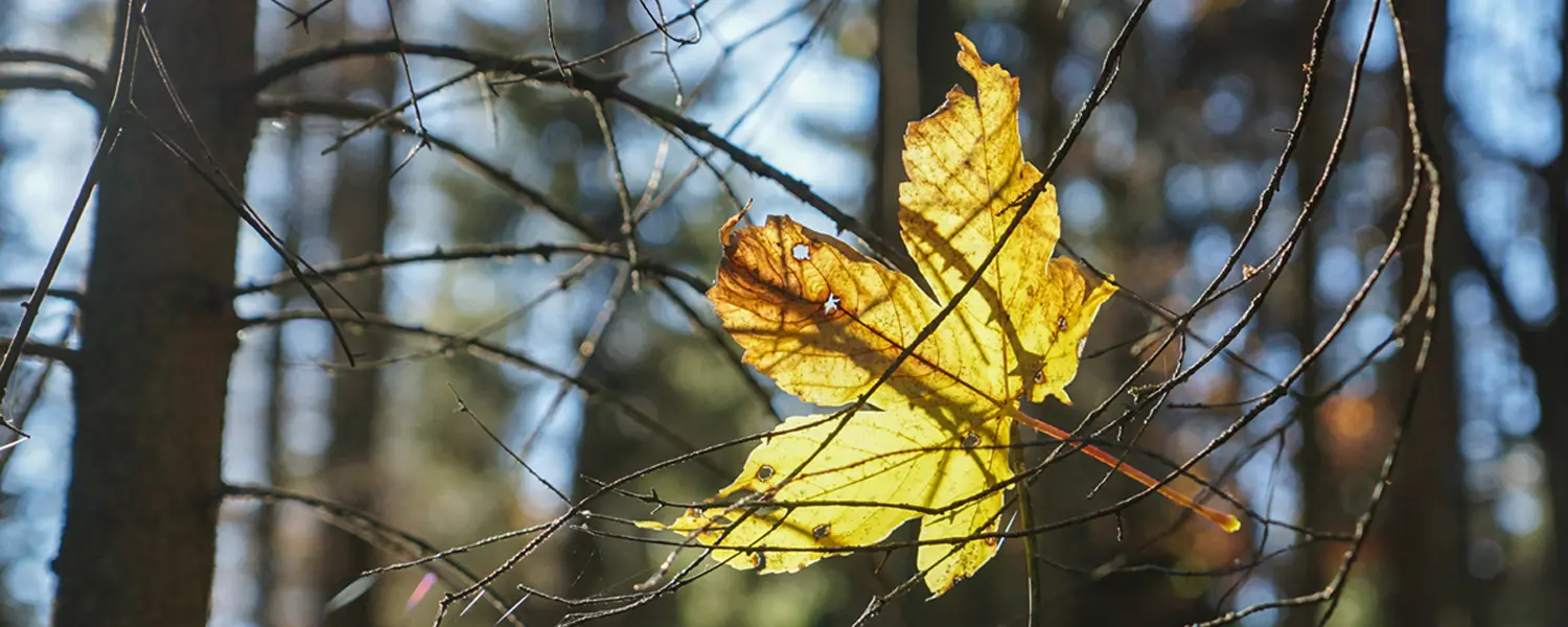 © 02_Ulrich-Schütze_Hängen geblieben